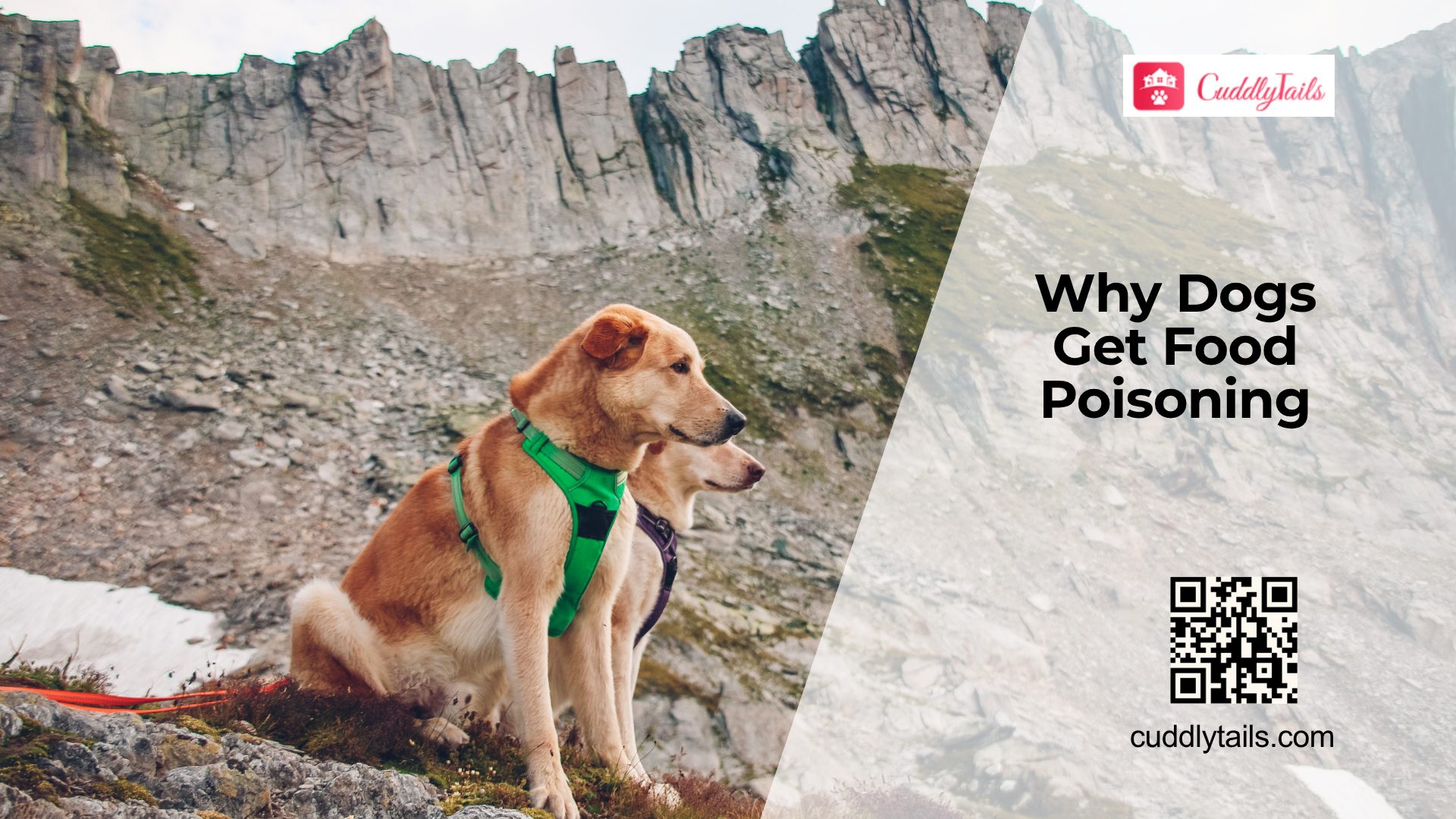 Can Dogs Get Food Poisoning