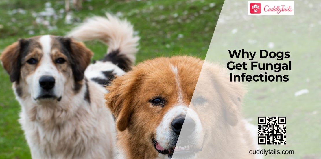 Fungal Infections in Dogs: Signs & Causes