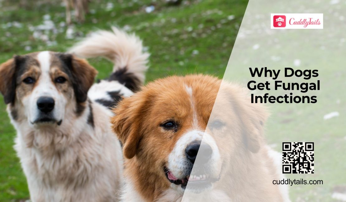Fungal Infections in Dogs: Signs & Causes