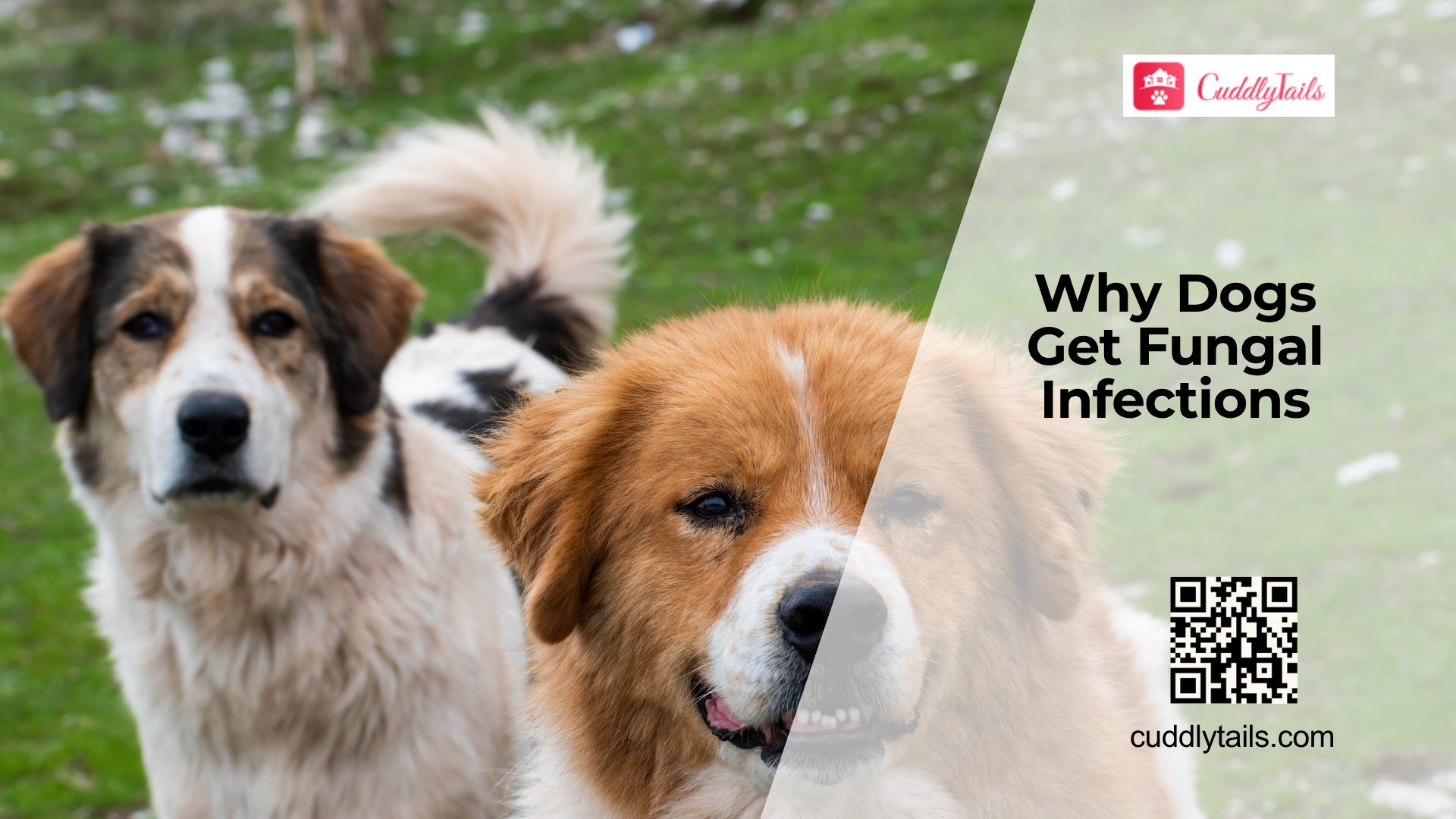 Fungal Infections in Dogs: Signs & Causes