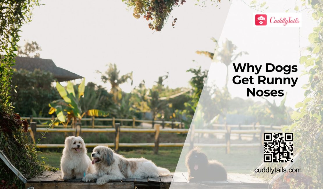 Dog Runny Nose Causes and Care