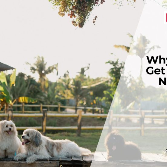 Dog Runny Nose Causes and Care