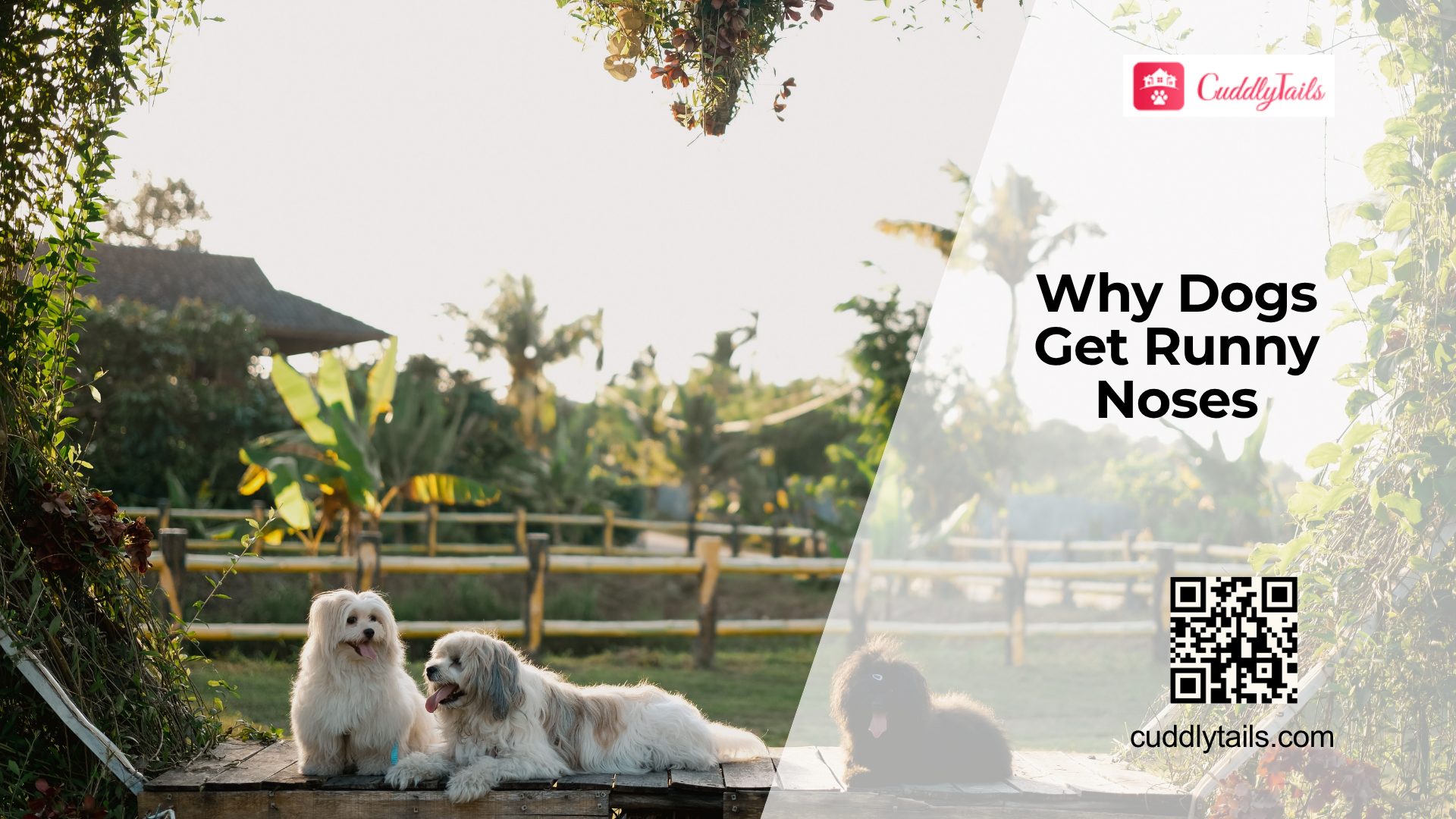 Dog Runny Nose Causes and Care
