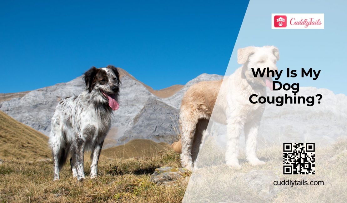 Dog Coughing? Common Causes, Signs, and Treatment