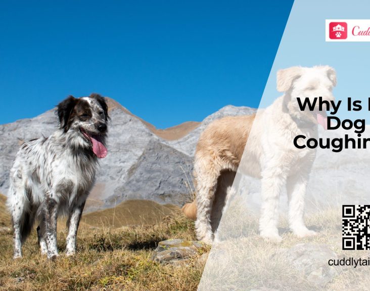 Dog Coughing? Common Causes, Signs, and Treatment