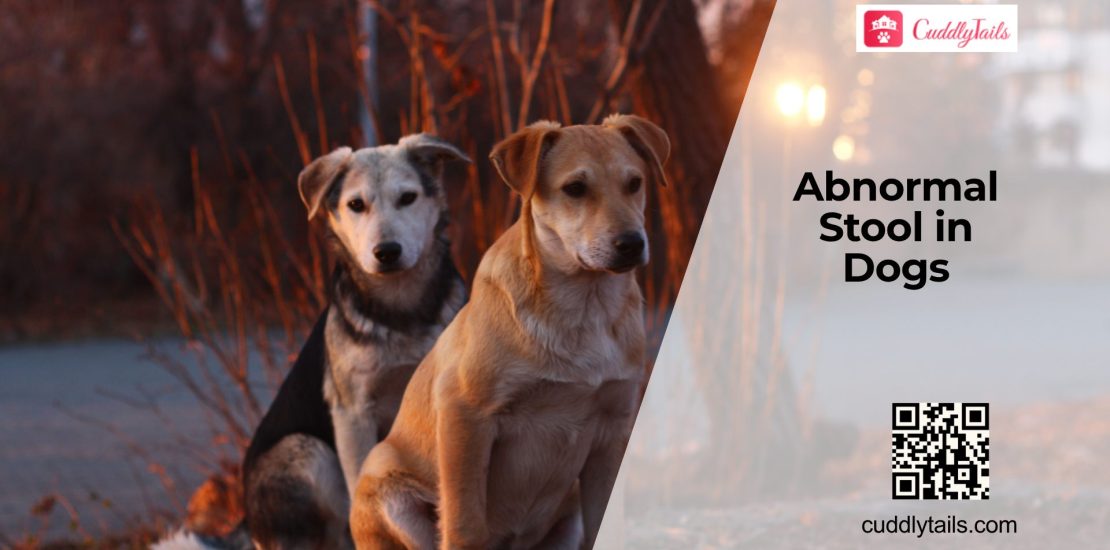 What Do Dog Stool Changes Mean