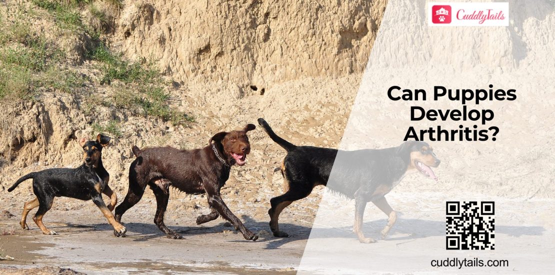 Can Young Dogs Get Arthritis