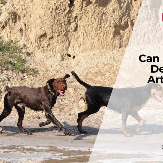 Can Young Dogs Get Arthritis
