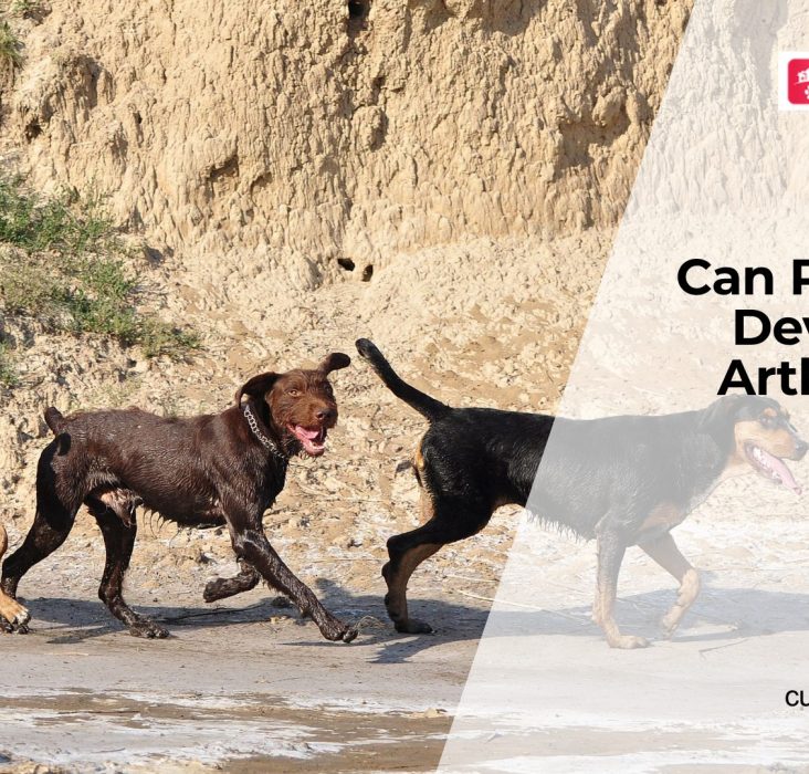 Can Young Dogs Get Arthritis