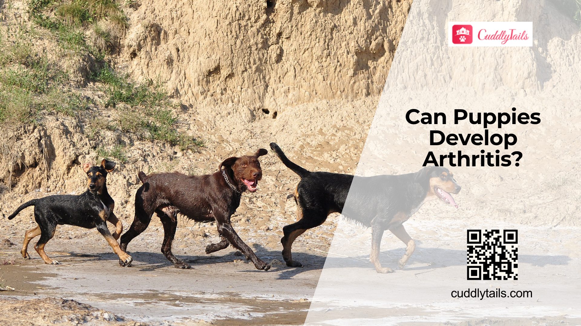 Can Young Dogs Get Arthritis