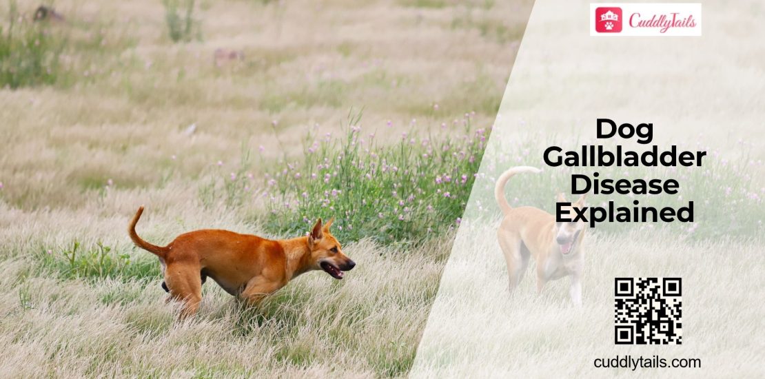 Can Dogs Get Gallbladder Problems?