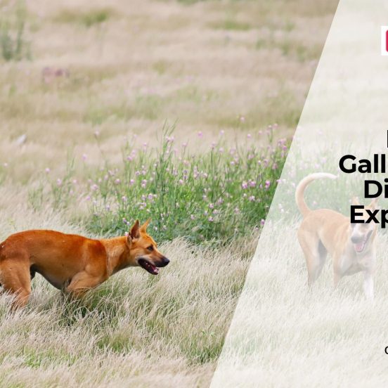 Can Dogs Get Gallbladder Problems?
