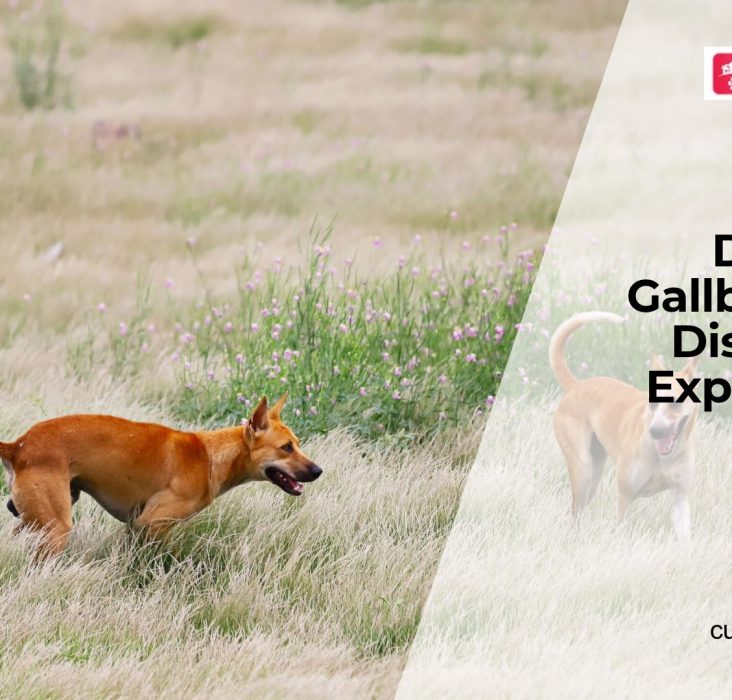 Can Dogs Get Gallbladder Problems?