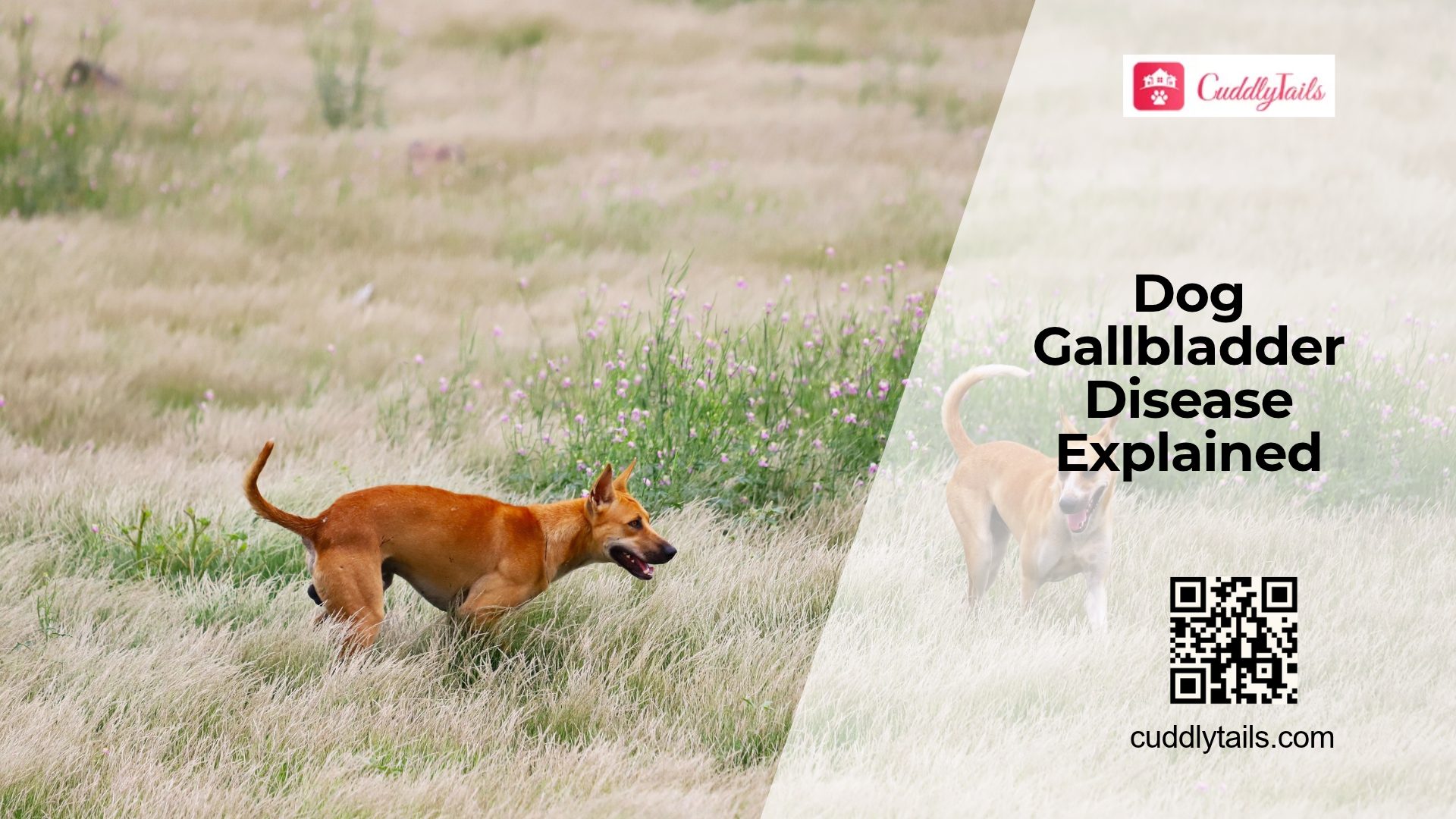 Can Dogs Get Gallbladder Problems?