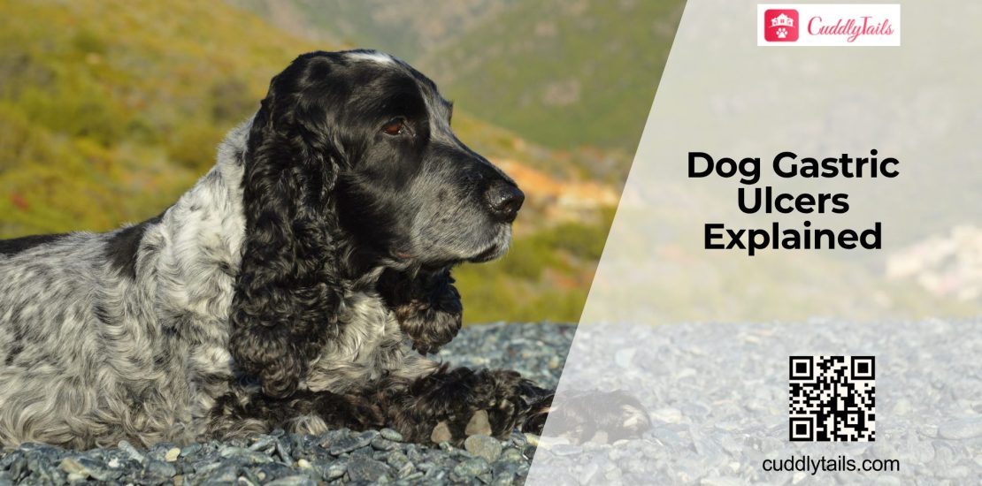 Can Dogs Get Gastric Ulcers