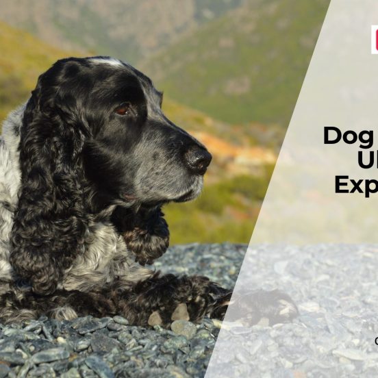 Can Dogs Get Gastric Ulcers