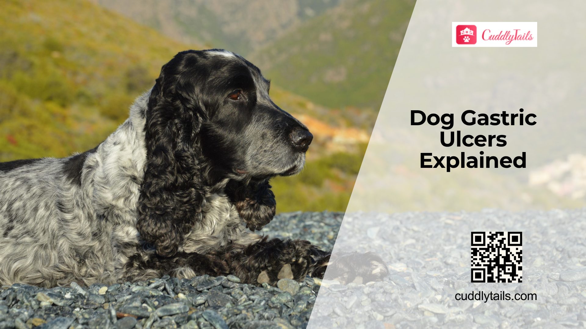 Can Dogs Get Gastric Ulcers