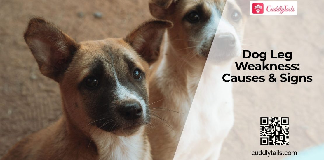 Why Are My Dog's Legs Weak?