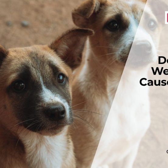 Why Are My Dog's Legs Weak?