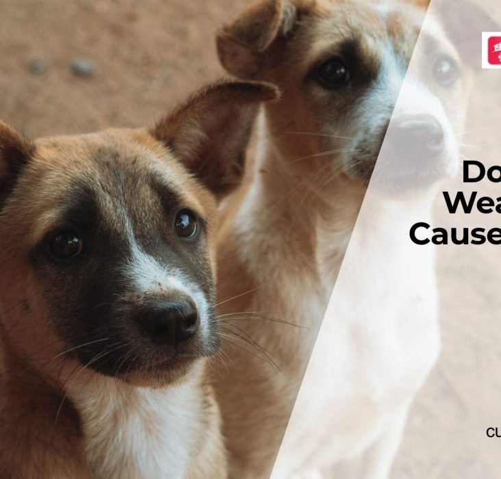 Why Are My Dog's Legs Weak?