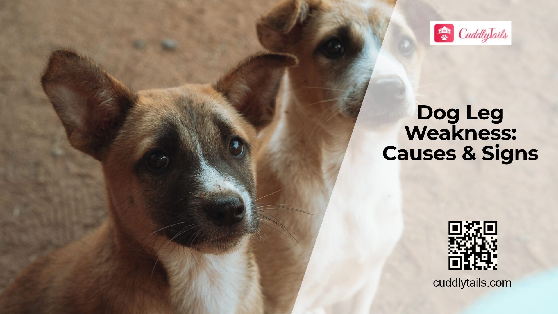 Why Are My Dog's Legs Weak?