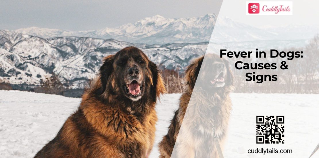 What's Causing My Dog's Fever?