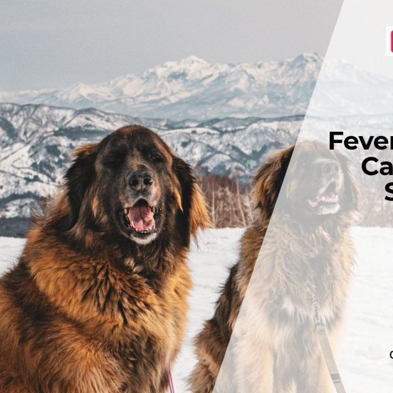 What's Causing My Dog's Fever?