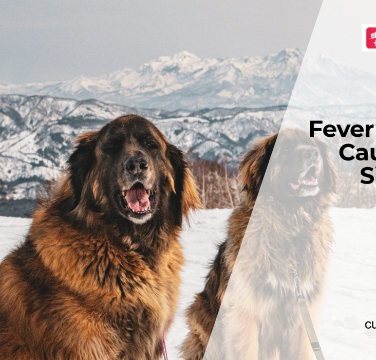 What's Causing My Dog's Fever?