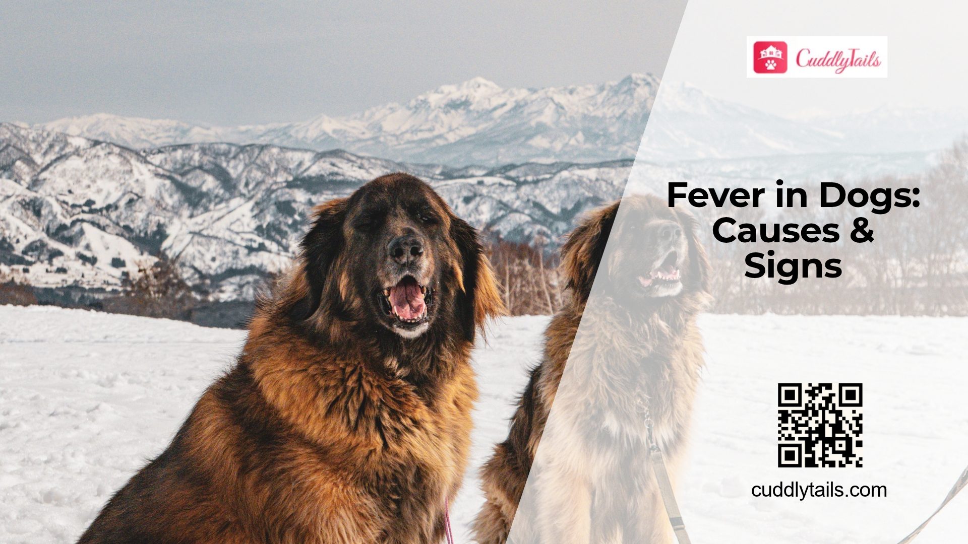 What's Causing My Dog's Fever?