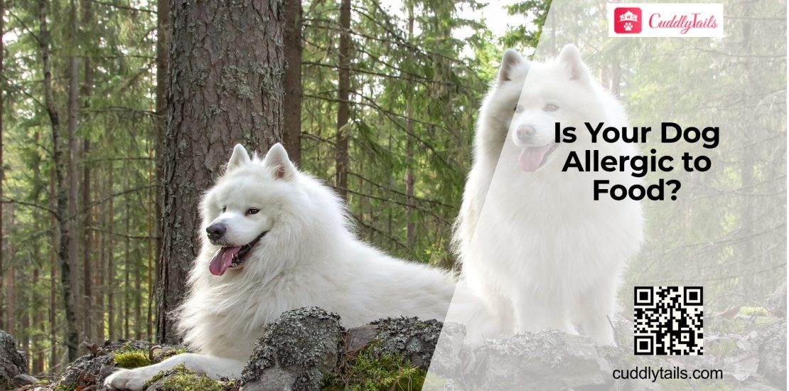 Does Your Dog Have Food Allergies?
