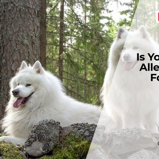 Does Your Dog Have Food Allergies?