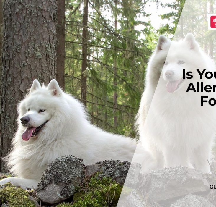 Does Your Dog Have Food Allergies?