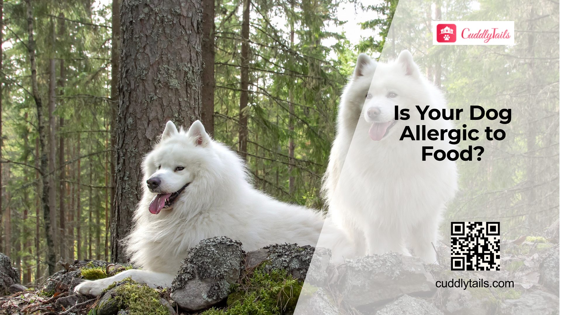 Does Your Dog Have Food Allergies?