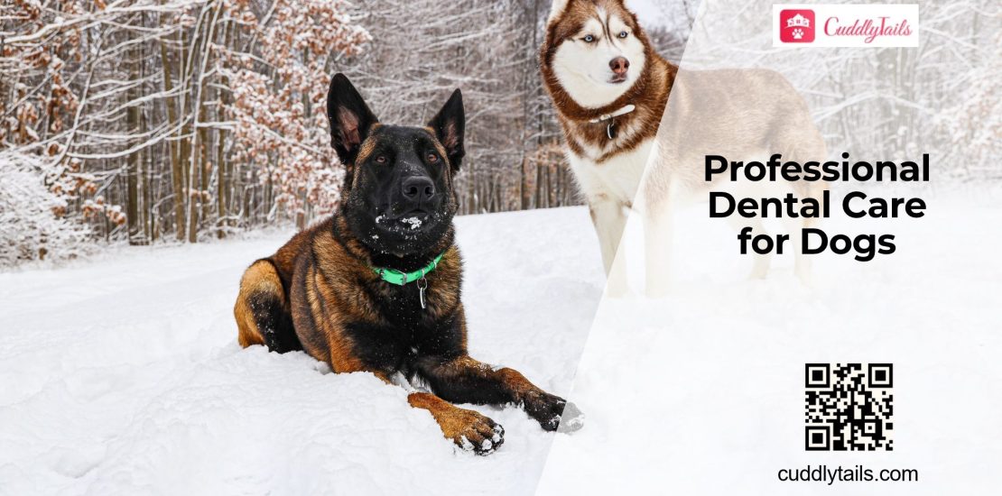 Professional Dental Care for Dogs