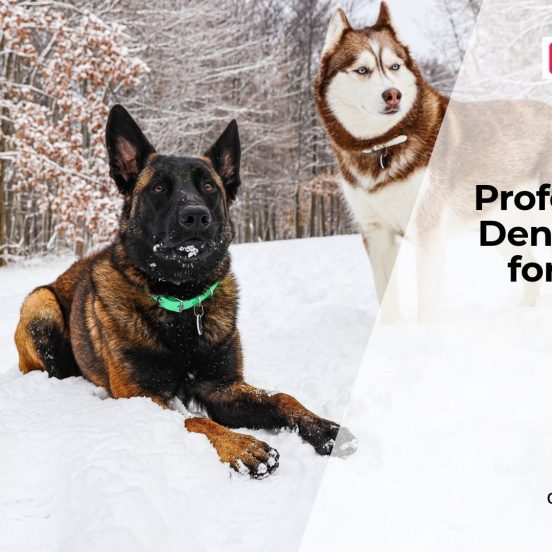 Professional Dental Care for Dogs