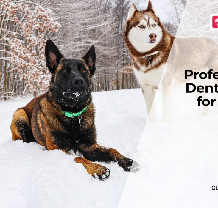 Professional Dental Care for Dogs