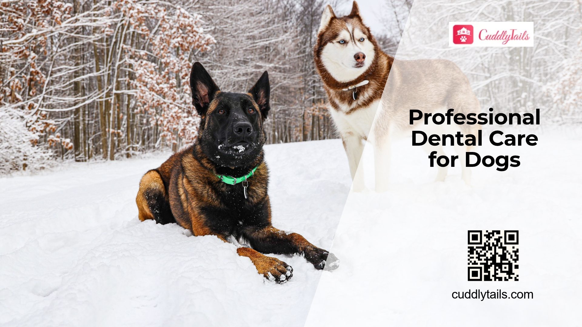 Professional Dental Care for Dogs