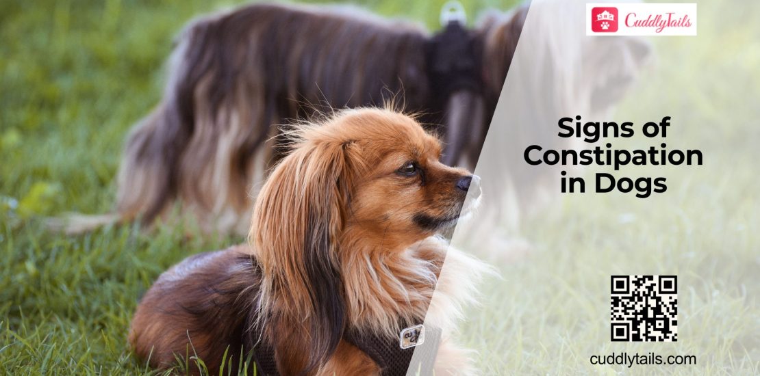Why Is Your Dog Having Trouble Pooping