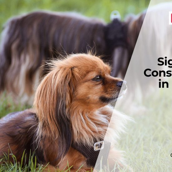 Why Is Your Dog Having Trouble Pooping