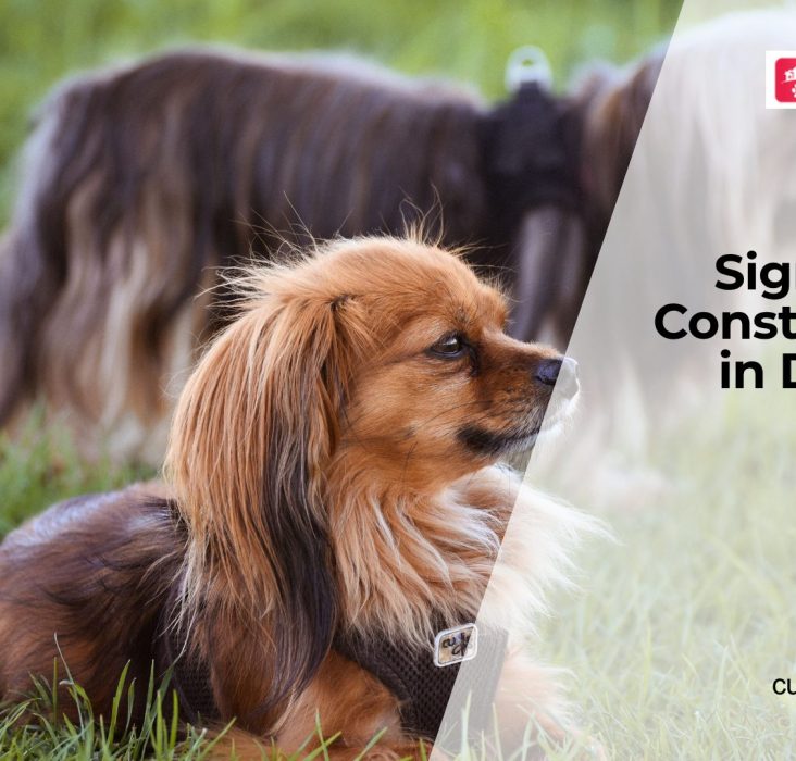 Why Is Your Dog Having Trouble Pooping