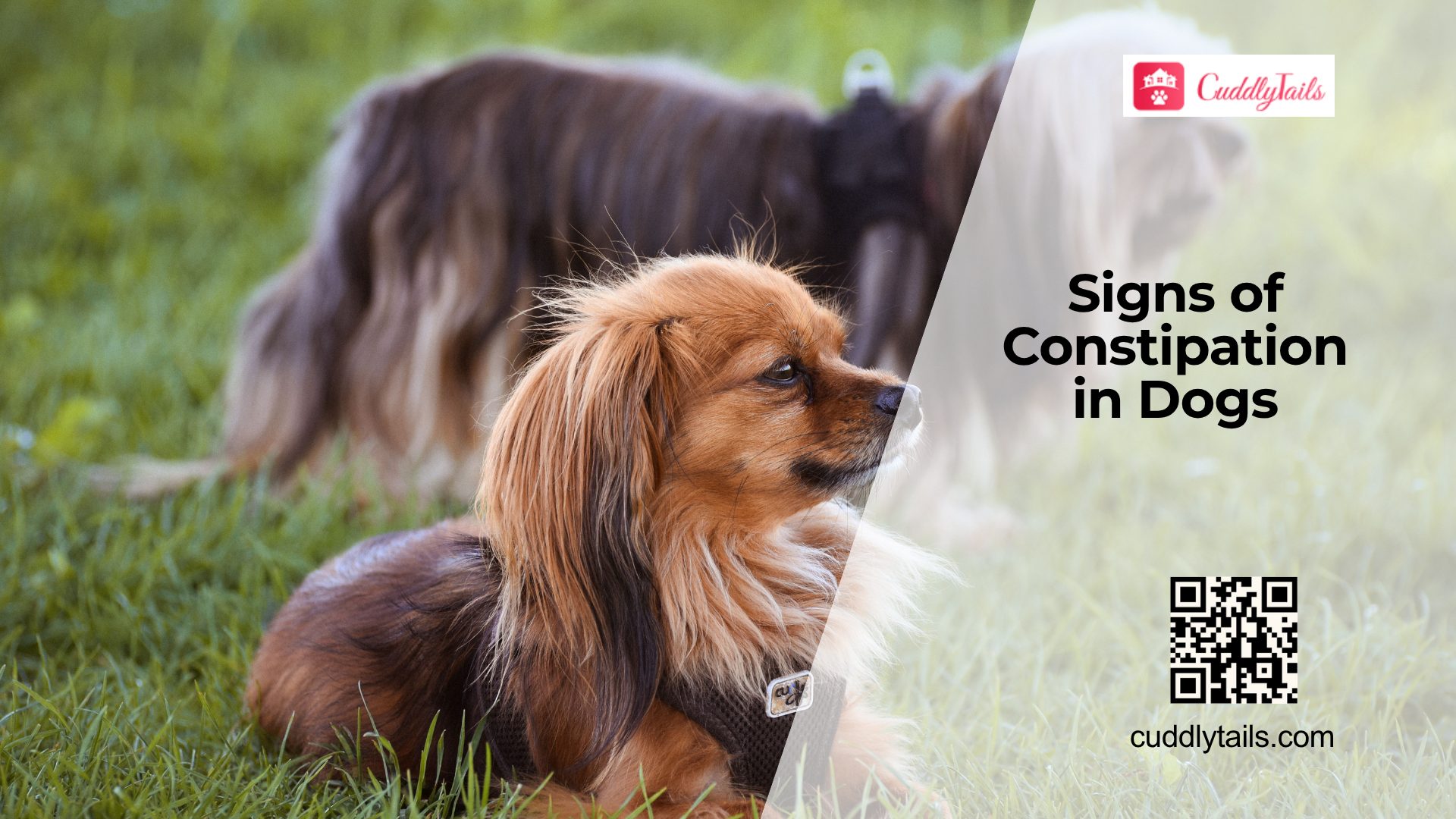 Why Is Your Dog Having Trouble Pooping
