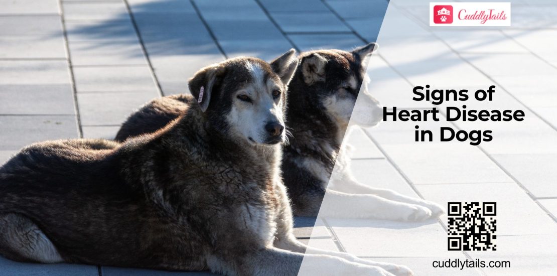 How Do You Know If a Dog Has Heart Disease