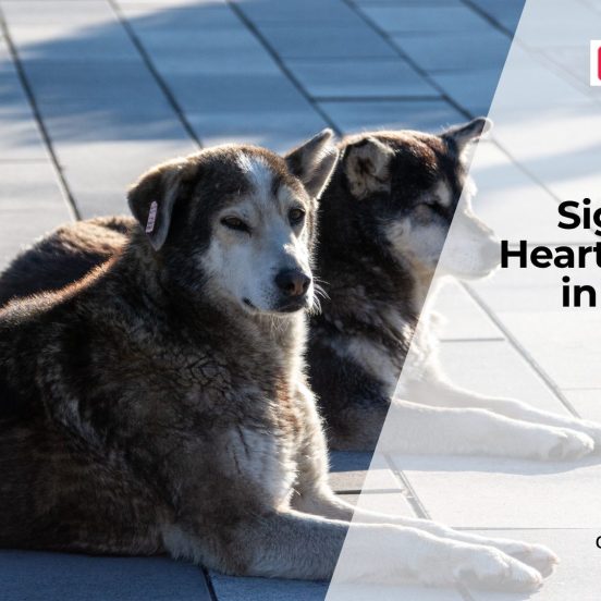 How Do You Know If a Dog Has Heart Disease