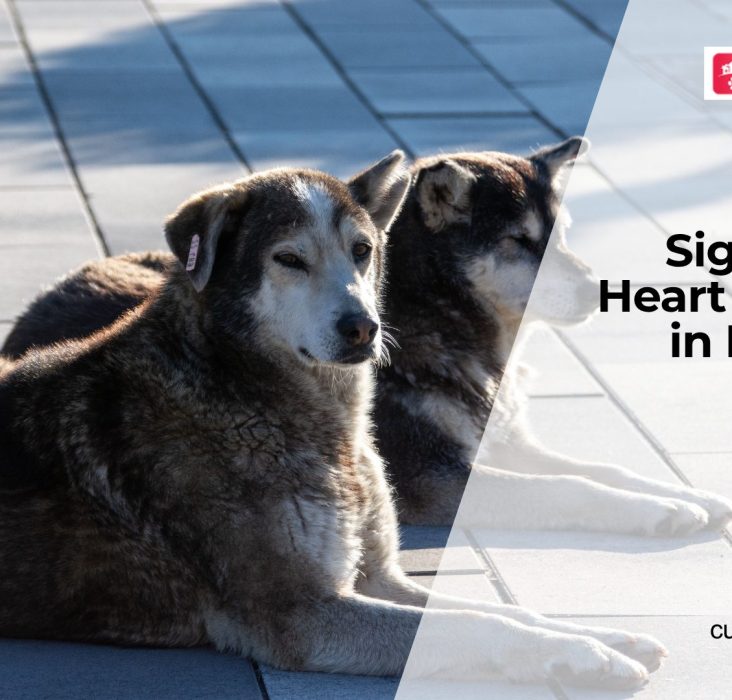 How Do You Know If a Dog Has Heart Disease
