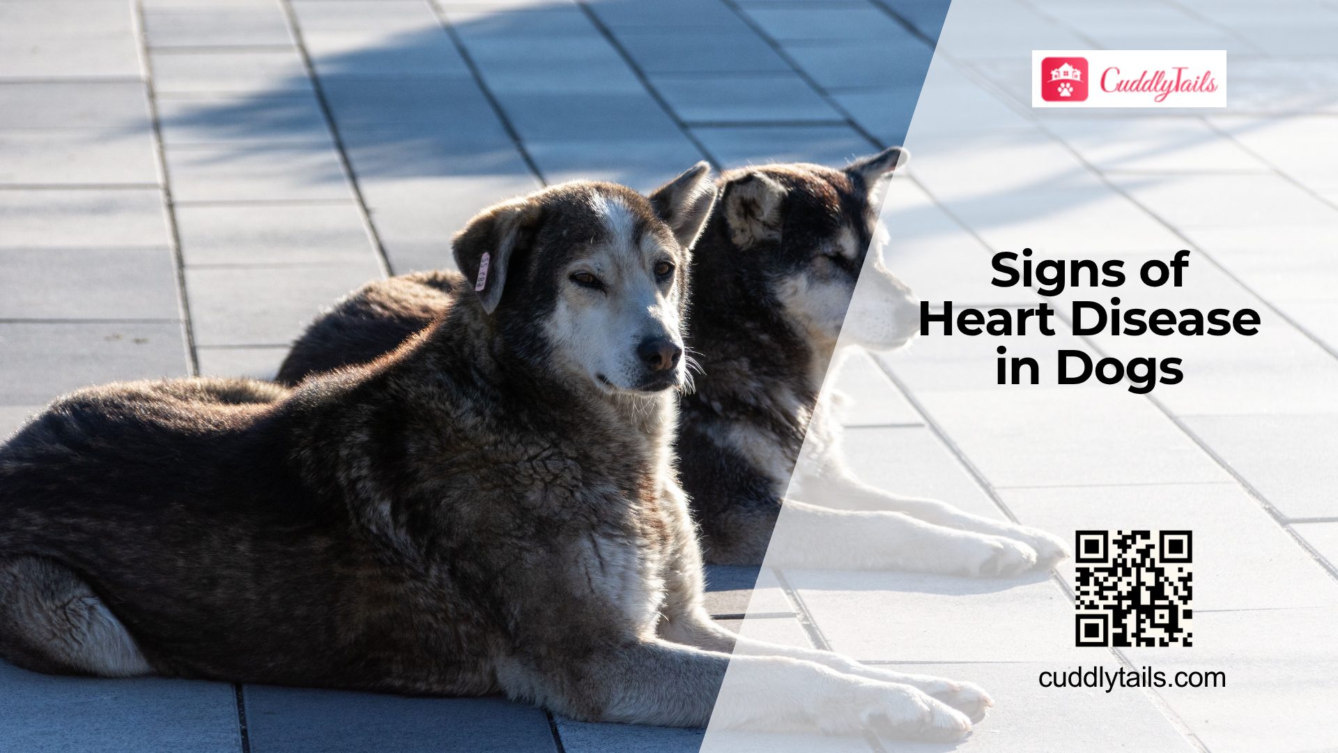 How Do You Know If a Dog Has Heart Disease