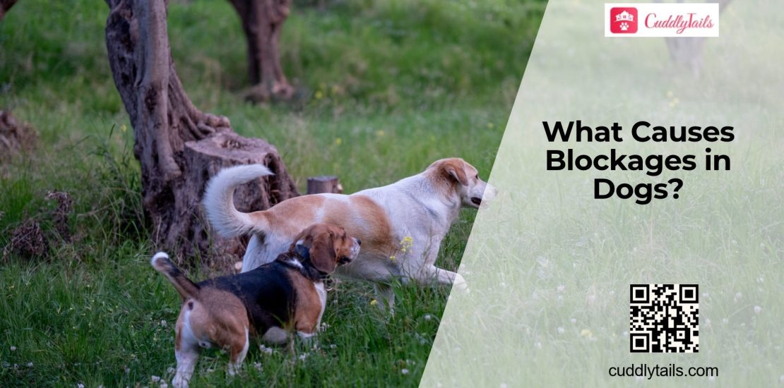 Can Dogs Get Intestinal Blockages?