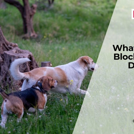 Can Dogs Get Intestinal Blockages?