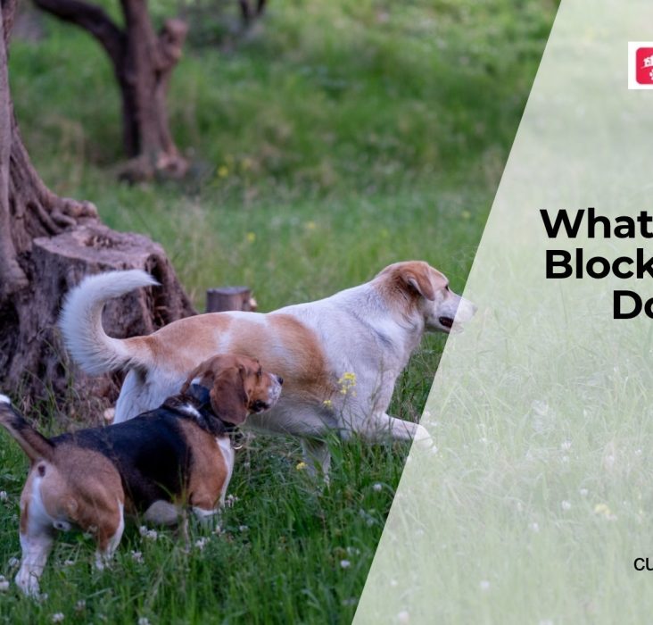 Can Dogs Get Intestinal Blockages?
