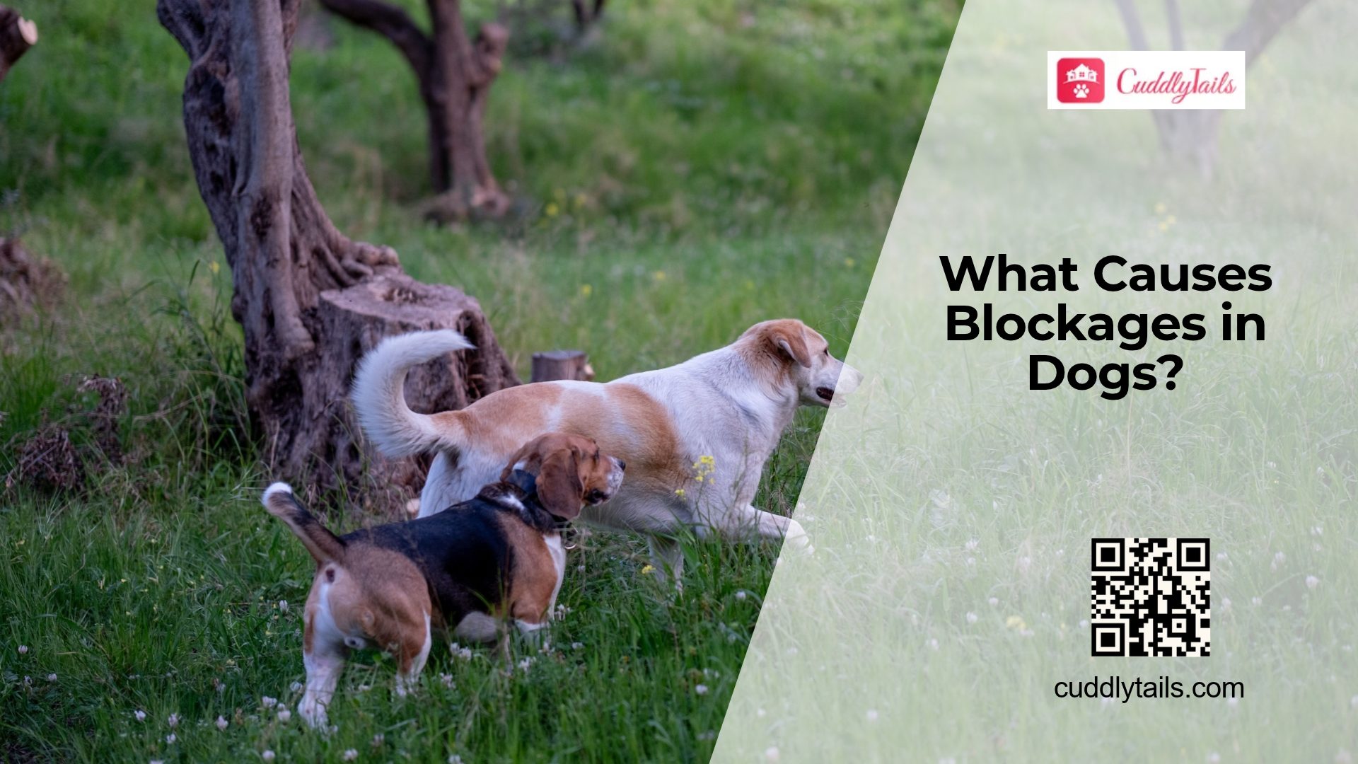 Can Dogs Get Intestinal Blockages?