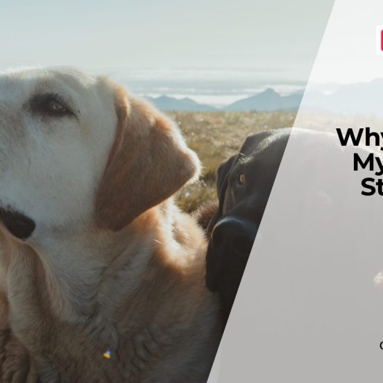 Why Does My Dog Smell So Bad
